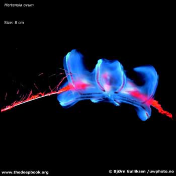 \"DEEP_mertensia_EX-sm.jpg\"